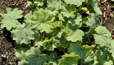 Light Green fan-like leaves of Lady's Mantle with plentiful droplets of morning dew.
