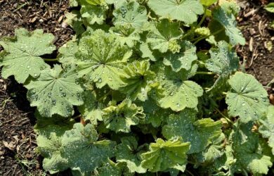 Light Green fan-like leaves of Lady's Mantle with plentiful droplets of morning dew.