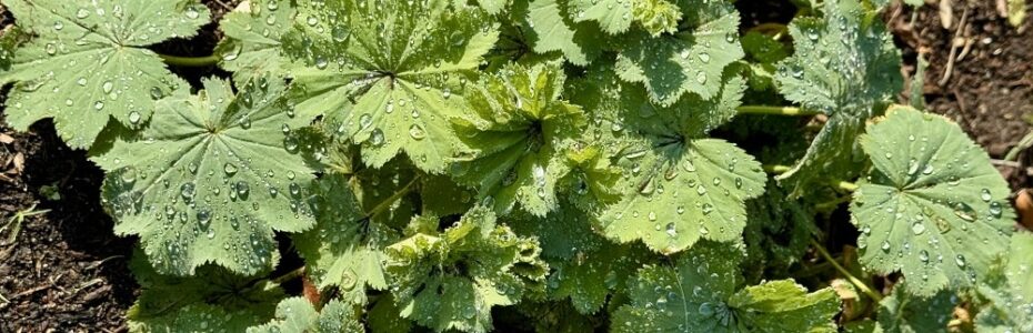Light Green fan-like leaves of Lady's Mantle with plentiful droplets of morning dew.