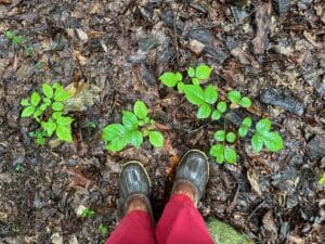 a Birdseye view of baby white ash saplings next to green muck boots.