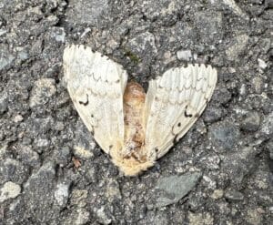 a beige spongy moth wiht etchings of brown