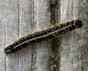 a black Spongy Moth larva aka Caterpillar with a white stripe and hairy sides.