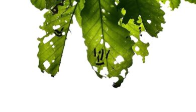 spongy moth larvae feeding on leaves