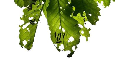 spongy moth larvae feeding on leaves