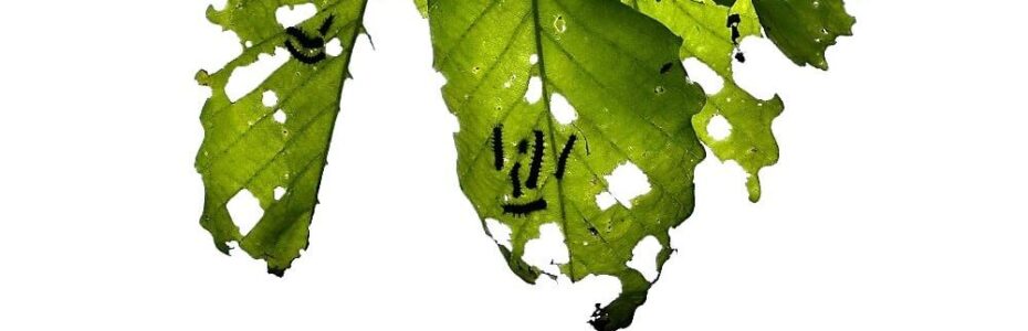 spongy moth larvae feeding on leaves