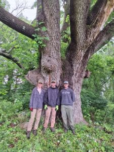 a huge white ash tree wiht three young people standing in front of the trunk.