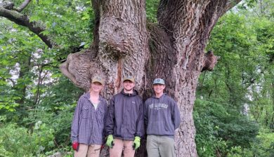 a huge white ash tree with three young adults standing in front of the trunk.