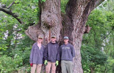 a huge white ash tree with three young adults standing in front of the trunk.