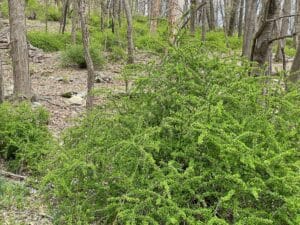 Invasive barberry wiht green leaves taking over a forest floor.