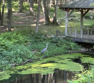 A great blue heron standing at the edge of a pond next to a wooden covered foot bridge.