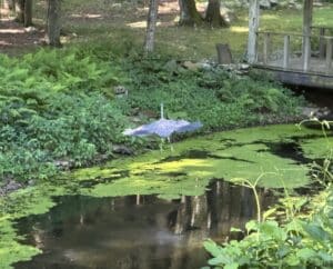 a great blue heron flying out of a pond - the wig span looking like a kite.