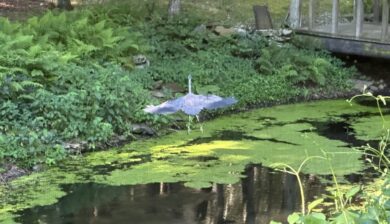 a great blue heron flying out of a pond - the wig span looking like a kite.