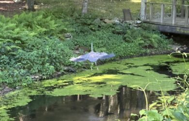 a great blue heron flying out of a pond - the wig span looking like a kite.