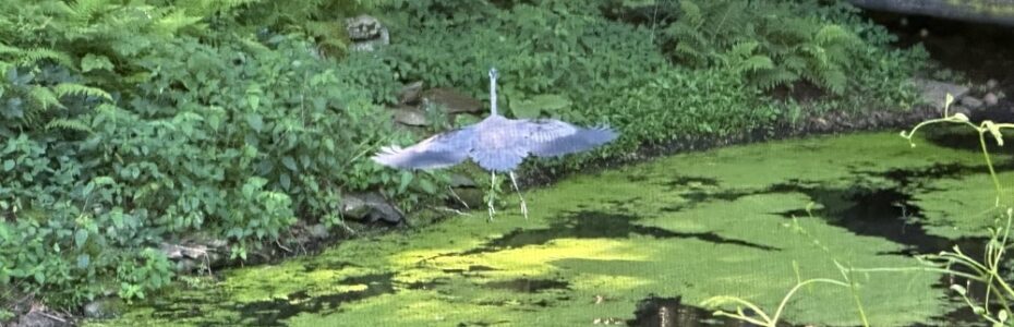 a great blue heron flying out of a pond - the wig span looking like a kite.