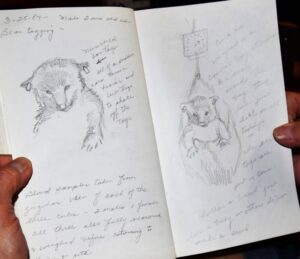 A journal with sketches of baby black being weighed and tagged for monitoring. 
