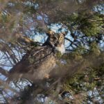 a great horned owl with grey feathers peaking through cedar branches.