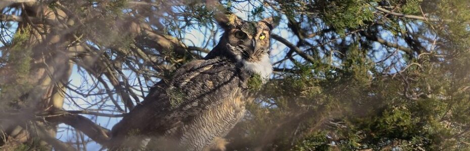 a great horned owl with grey feathers peaking through cedar branches.