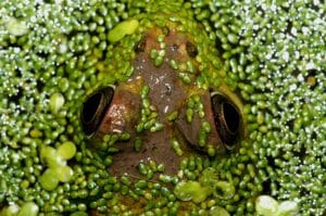 a close-up of green frog eyes peeking through green duckweed in a pond