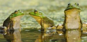 three green frogs wiht white bellies in a pond.