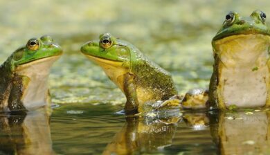 three green frogs wiht white bellies in a pond.