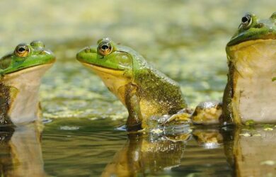 three green frogs wiht white bellies in a pond.