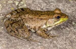 a profile of a green frog with a beige and green body sitting on bluestone.