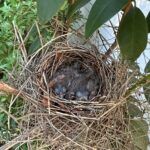 a cardinal nest with baby birds with grey feathers and bulging eyes.