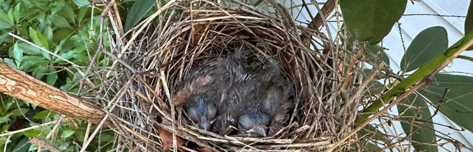 a cardinal nest with baby birds with grey feathers and bulging eyes.