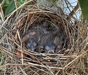 a cardinal nest with baby birds with grey feathers and bulging eyes.