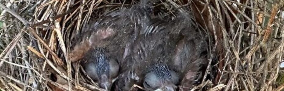 a cardinal nest with baby birds with grey feathers and bulging eyes.