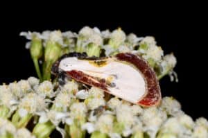 a whitish moth wiht brown streaks that looks like bird poop