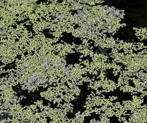 Swaths of tiny green and some white leaves of duckweed on a pond.