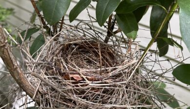 An empty cardinals nest in a rhododendron shrub in front of a yellow house.