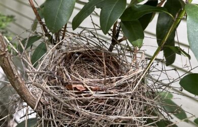 An empty cardinals nest in a rhododendron shrub in front of a yellow house.