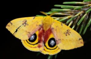 a yellow moth with what looks like blue eyes on its wings.