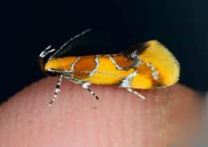 an orange and rust colored moth on a finger