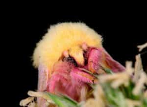 a fuzzy moth feeding on a white flower with a yellow head and pink arms