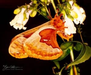 a large light and dark orange moth feeding on a white flower.