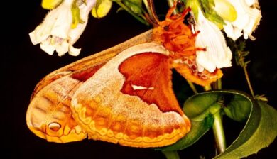 a large light and dark orange moth feeding on a white flower.