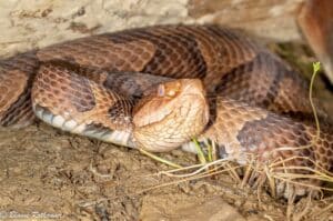 A copperhead with hourglass-shaped bands laying in dirt