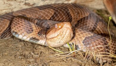 A copperhead with hourglass-shaped bands laying in dirt