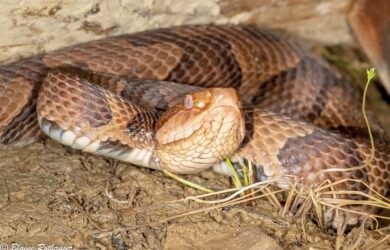 A copperhead with hourglass-shaped bands laying in dirt
