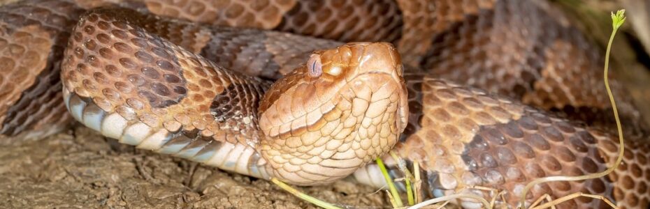 A copperhead with hourglass-shaped bands laying in dirt