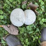 a birds eye view of two conjoined white giant puffball mushrooms next to a pair of work boots