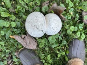 a birds eye view of two conjoined white giant puffball mushrooms next to a pair of work boots