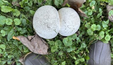 a birds eye view of two conjoined white giant puffball mushrooms next to a pair of work boots