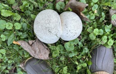 a birds eye view of two conjoined white giant puffball mushrooms next to a pair of work boots