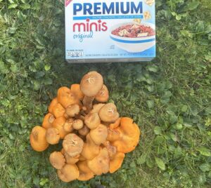 a cracker box in a lawn next to bright orange a jack-o'-lantern mushroom