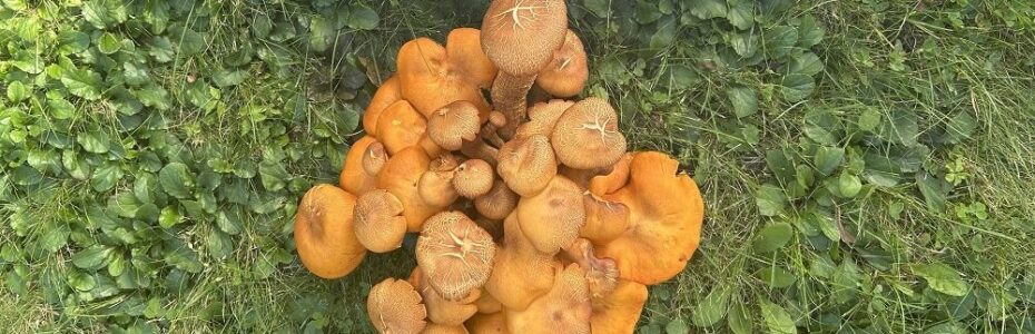a cracker box in a lawn next to bright orange a jack-o'-lantern mushroom