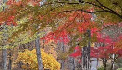 bright red and green leaves of Japanese Maple and yellow leaves of Bottlebrush Buckeye in the background